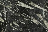 Fossil Orthoceras & Goniatite Square Plate - Stoneware #140255-1